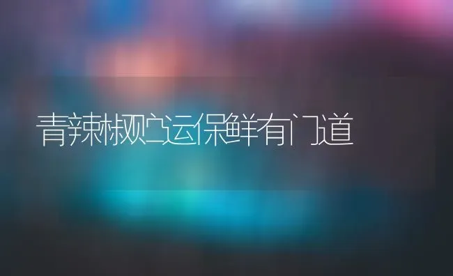 青辣椒贮运保鲜有门道 | 养殖知识