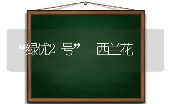 “绿优2号” 西兰花 | 养殖知识