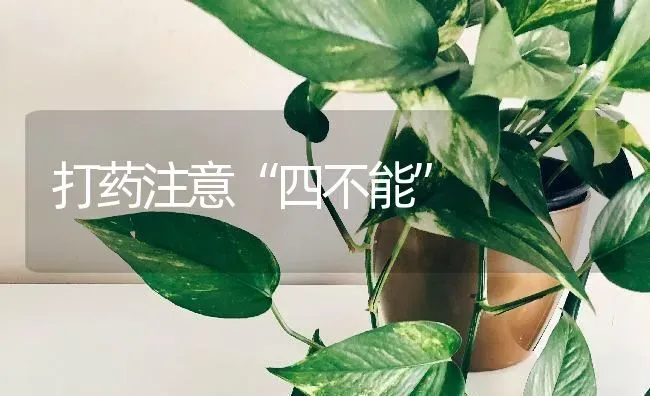 打药注意“四不能” | 养殖知识