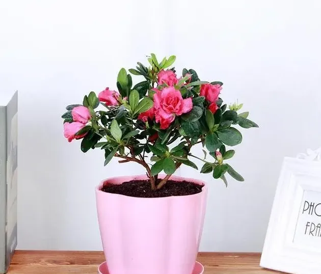 杜鹃花喜欢水吗几天浇一次水,盆栽杜鹃秋天一般几天浇水？