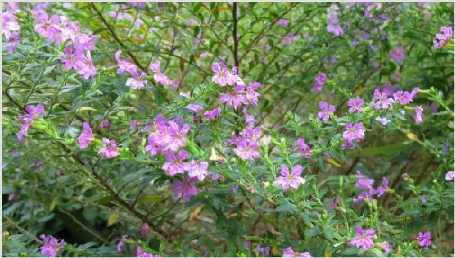 细叶雪茄花叶子干枯 | 三农知识