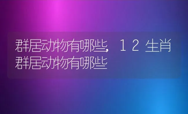 群居动物有哪些,12生肖群居动物有哪些 | 养殖科普