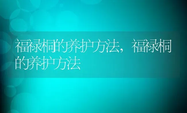 福禄桐的养护方法,福禄桐的养护方法 | 养殖科普