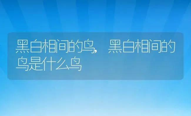 黑白相间的鸟,黑白相间的鸟是什么鸟 | 养殖科普