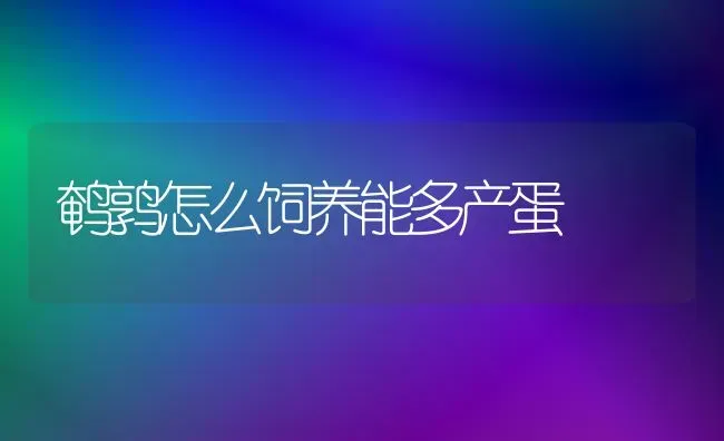 鹌鹑怎么饲养能多产蛋 | 养殖技术大全