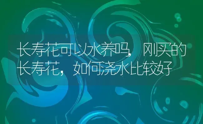 长寿花可以水养吗,刚买的长寿花，如何浇水比较好 | 养殖学堂