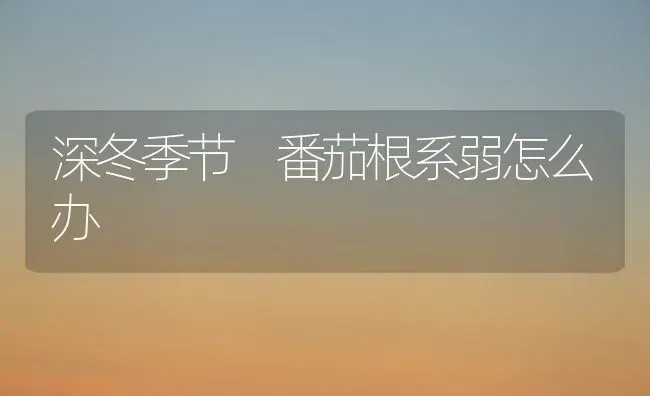 深冬季节 番茄根系弱怎么办 | 养殖技术大全