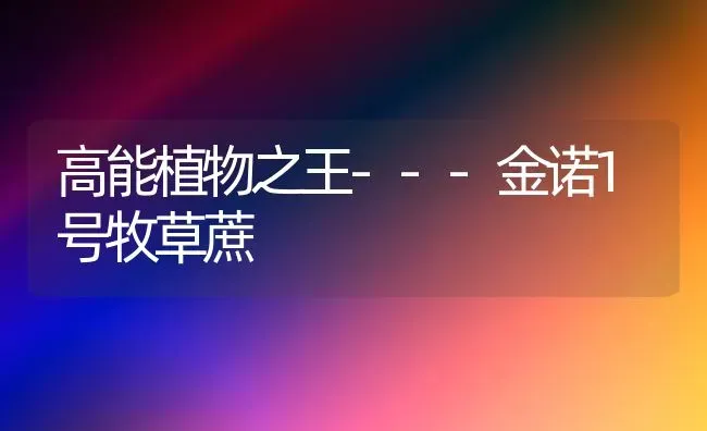 高能植物之王---金诺1号牧草蔗 | 养殖技术大全