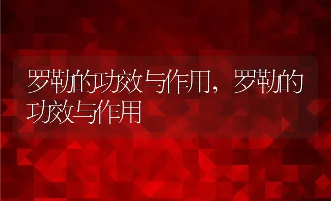 罗勒的功效与作用,罗勒的功效与作用 | 养殖科普