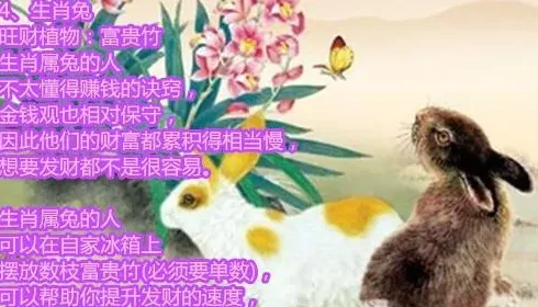 什么属相能养猫能旺财,什么人可以养猫？