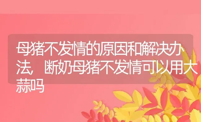 母猪不发情的原因和解决办法,断奶母猪不发情可以用大蒜吗 | 养殖学堂