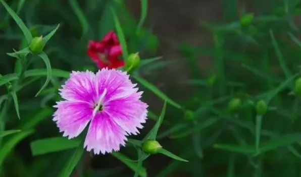 宿根花卉有哪些花 | 常识大全