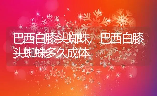 巴西白膝头蜘蛛,巴西白膝头蜘蛛多久成体 | 养殖资料