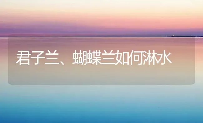 君子兰、蝴蝶兰如何淋水 | 养殖知识