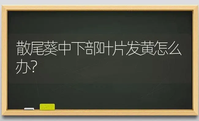 散尾葵中下部叶片发黄怎么办? | 养殖技术大全