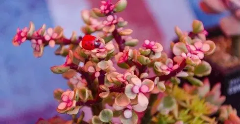 雅乐之舞多肉植物的养殖方法,多肉雅乐怎么养？