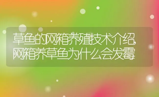 草鱼的网箱养殖技术介绍,网箱养草鱼为什么会发霉 | 养殖学堂