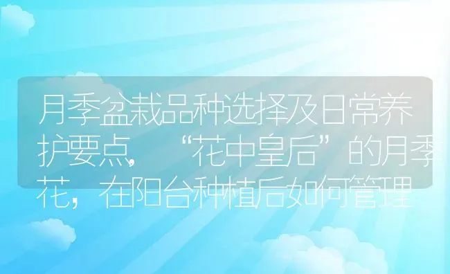 月季盆栽品种选择及日常养护要点,“花中皇后”的月季花，在阳台种植后如何管理 | 养殖学堂