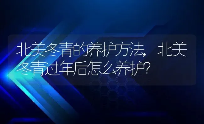 北美冬青的养护方法,北美冬青过年后怎么养护？ | 养殖科普