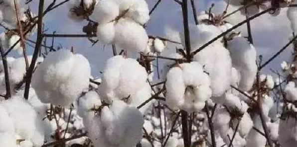 棉花全程化控的管理方法简介 | 生活妙招