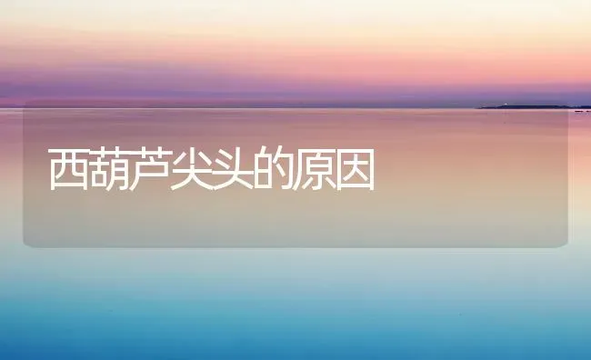 西葫芦尖头的原因 | 养殖知识