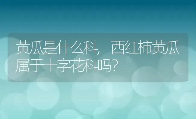 黄瓜是什么科,西红柿黄瓜属于十字花科吗？ | 养殖科普