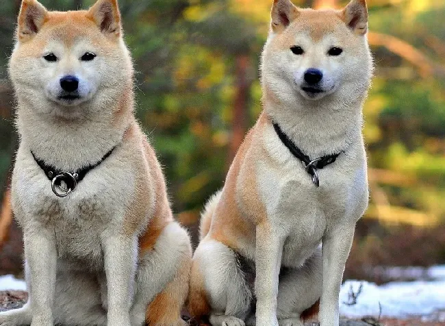 日本名犬秋田犬价格表,2万元左右的宠物狗？