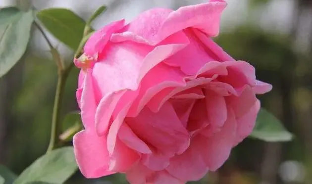 月季花长什么样图片,月季花喜爱什么样的生长环境？