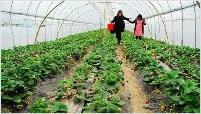 草莓大棚通风管理要点 | 常识大全