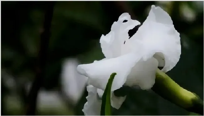 狗牙花掉花苞怎么回事 | 实用知识