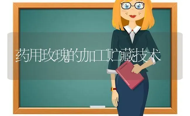 药用玫瑰的加工贮藏技术 | 养殖知识