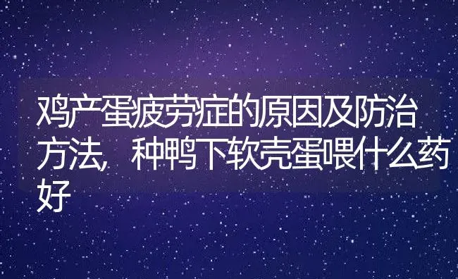 鸡产蛋疲劳症的原因及防治方法,种鸭下软壳蛋喂什么药好 | 养殖学堂