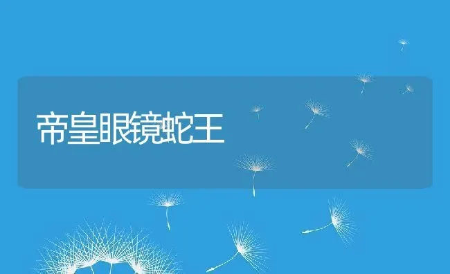 帝皇眼镜蛇王 | 养殖资料