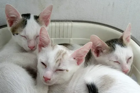 猫崽多少天过危险期,买的幼猫多久度过危险期？