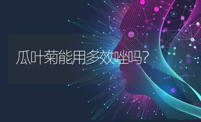 瓜叶菊能用多效唑吗? | 养殖技术大全