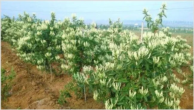 金银花的种植条件及时间 | 生活妙招