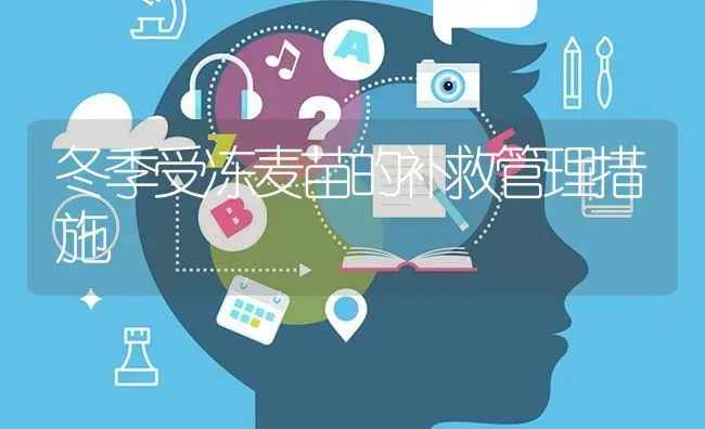 冬季受冻麦苗的补救管理措施 | 养殖知识