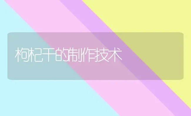 枸杞干的制作技术 | 养殖技术大全