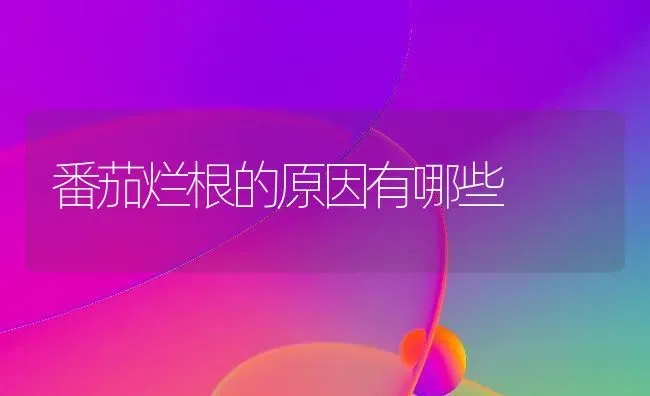 番茄烂根的原因有哪些 | 养殖技术大全