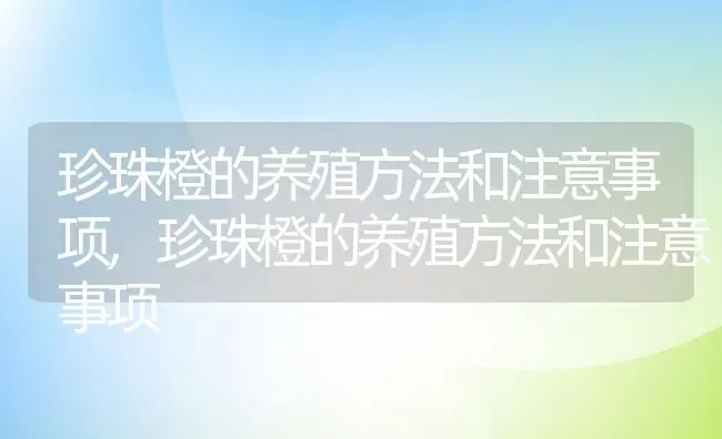 珍珠橙的养殖方法和注意事项,珍珠橙的养殖方法和注意事项 | 养殖科普