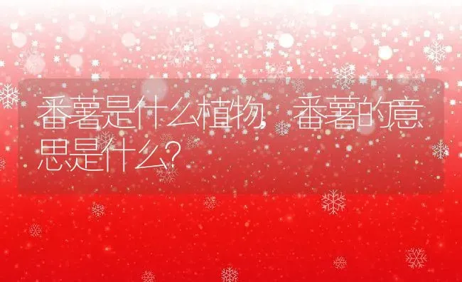 番薯是什么植物,番薯的意思是什么？ | 养殖科普