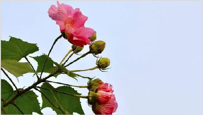 怎样给芙蓉花剪枝 | 生活妙招