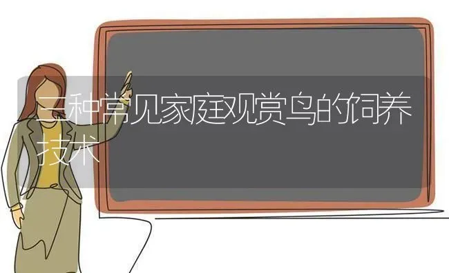 三种常见家庭观赏鸟的饲养技术 | 养殖技术大全