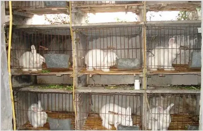 肉兔养殖方法 | 生活常识