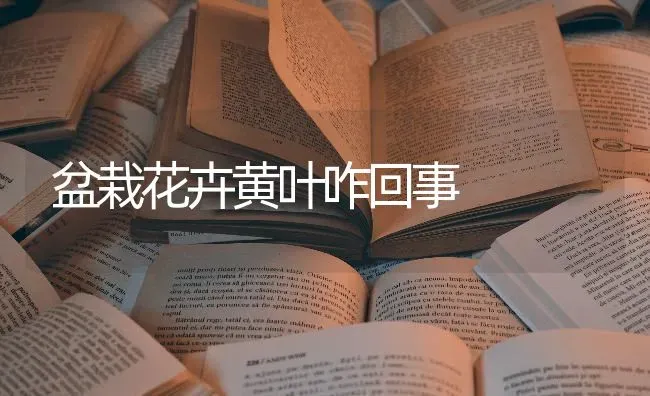 盆栽花卉黄叶咋回事 | 养殖知识