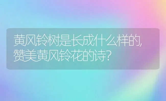 黄风铃树是长成什么样的,赞美黄风铃花的诗？ | 养殖科普