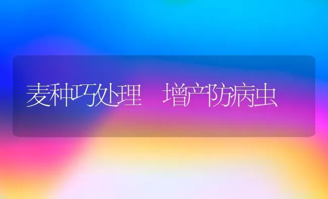 麦种巧处理 增产防病虫 | 养殖知识