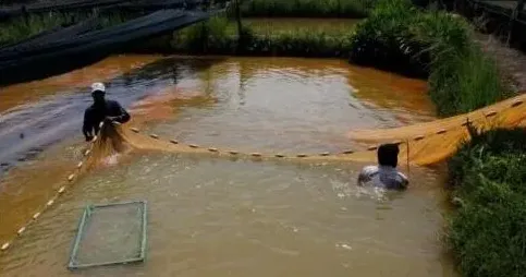 暴雨、洪灾后养殖池塘与鱼类的护理方法 | 农广天地