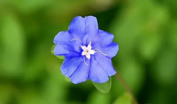 蓝星花开花时间 | 生活常识