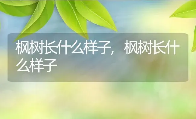 枫树长什么样子,枫树长什么样子 | 养殖科普